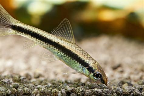 Siamese algae eaters are slender and long fish with a bold black stripe running over their entire bodies. These short, brownish-beige colour fish can be easily ...